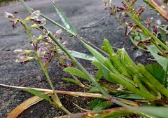 Alysicarpus vaginalis