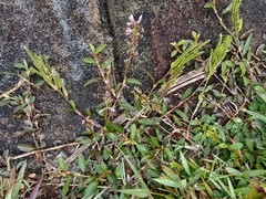 Alysicarpus vaginalis