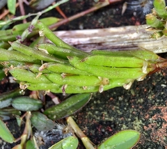 Alysicarpus vaginalis