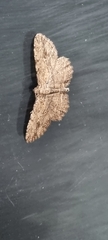 Zermizinga sinuata