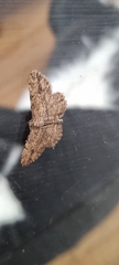 Zermizinga sinuata