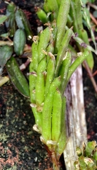 Alysicarpus vaginalis