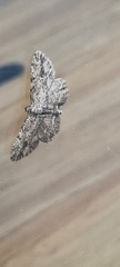 Zermizinga sinuata