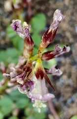 Alysicarpus vaginalis