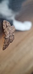 Zermizinga sinuata
