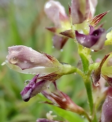 Alysicarpus vaginalis