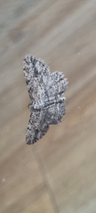 Zermizinga sinuata