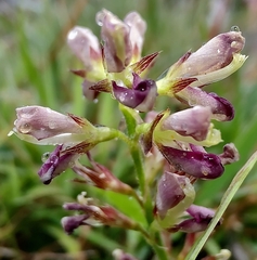 Alysicarpus vaginalis