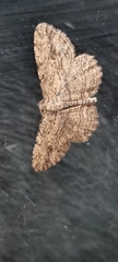 Zermizinga sinuata