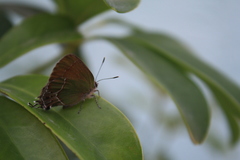 Callophrys xami