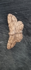 Zermizinga sinuata