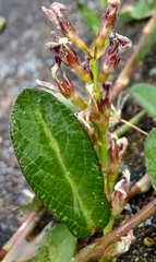 Alysicarpus vaginalis