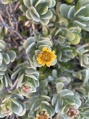 Borrichia arborescens
