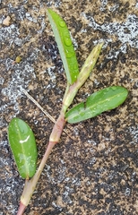 Alysicarpus vaginalis