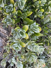 Borrichia arborescens