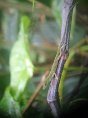 Anolis gemmosus