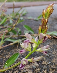 Alysicarpus vaginalis