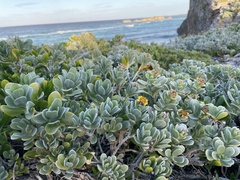 Borrichia arborescens