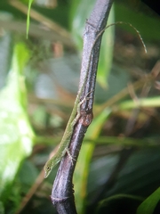 Anolis gemmosus