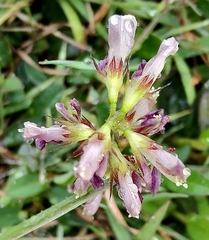 Alysicarpus vaginalis