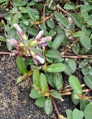 Alysicarpus vaginalis