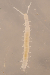 Scolopendrellidae