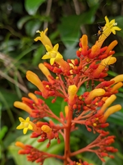 Palicourea guianensis