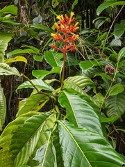 Palicourea guianensis