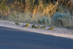 Polytelis anthopeplus monarchoides