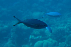 Caesio lunaris