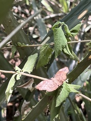 Achlyodes