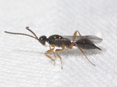 Exallonyx