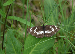 Neptis rivularis