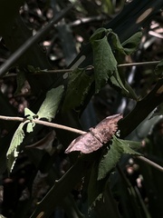 Achlyodes