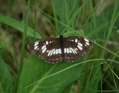 Neptis rivularis