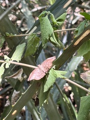 Achlyodes