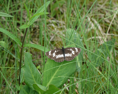 Neptis rivularis