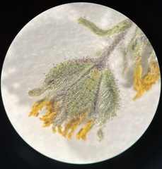 Madia citriodora