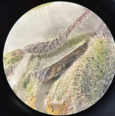 Madia citriodora