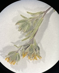 Madia citriodora