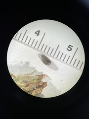 Madia citriodora