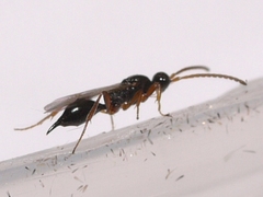 Exallonyx