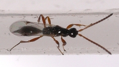 Exallonyx