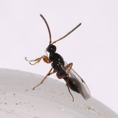 Exallonyx
