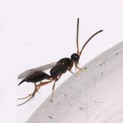 Exallonyx