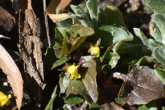 Erythranthe glabrata