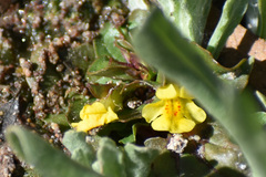 Erythranthe glabrata