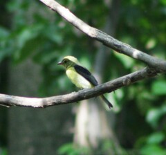 Piranga olivacea