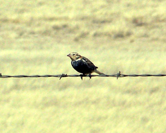 Calcarius ornatus
