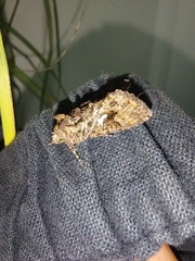 Ctenoplusia limbirena